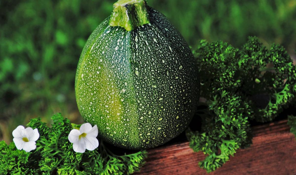 Comment bien arroser ses courgettes ?