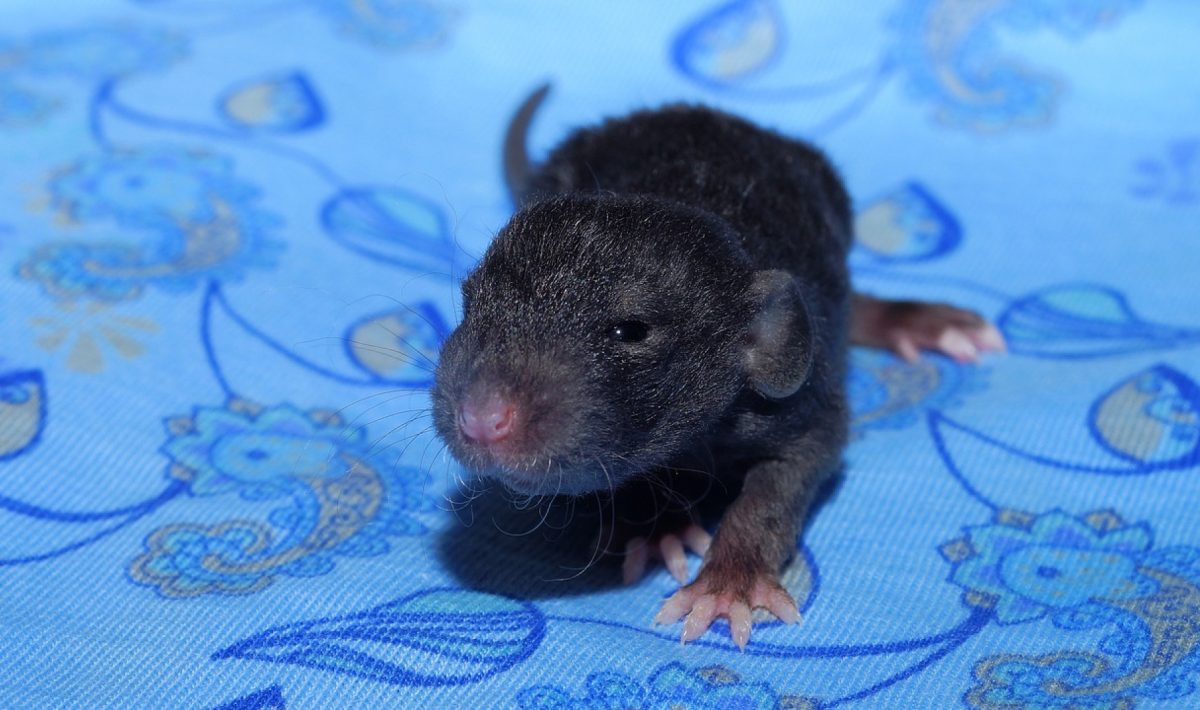 Dératisation professionnelle sur Strasbourg : les rats, une menace pour la santé ?