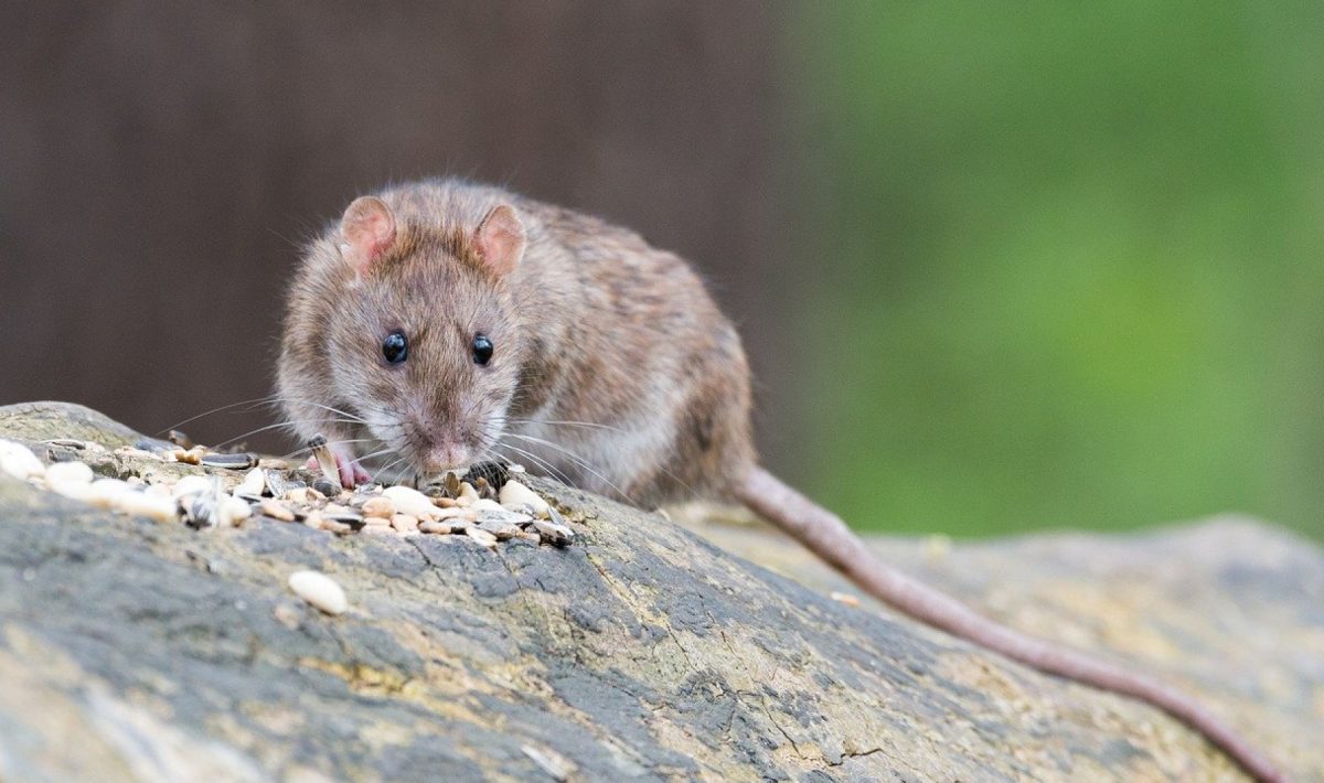 Pourquoi faire appel à un exterminateur de nuisibles à Toulon ?