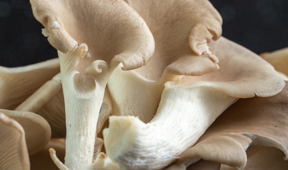 Champignon lignivore : comprendre sa nocivité pour les bâtiments